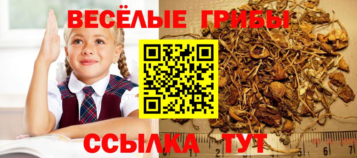 Галлюциногенные грибы Psilocybine cubensis Всеволожск